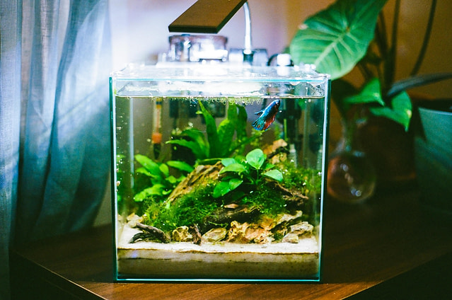 The author’s betta fish, Chrissy, swims up to the surface of the water. She has red and blue scales. Her tank rests on a desk and is illuminated by a fluorescent lamp. The interior of the tank is decorated with various lush green plants.
