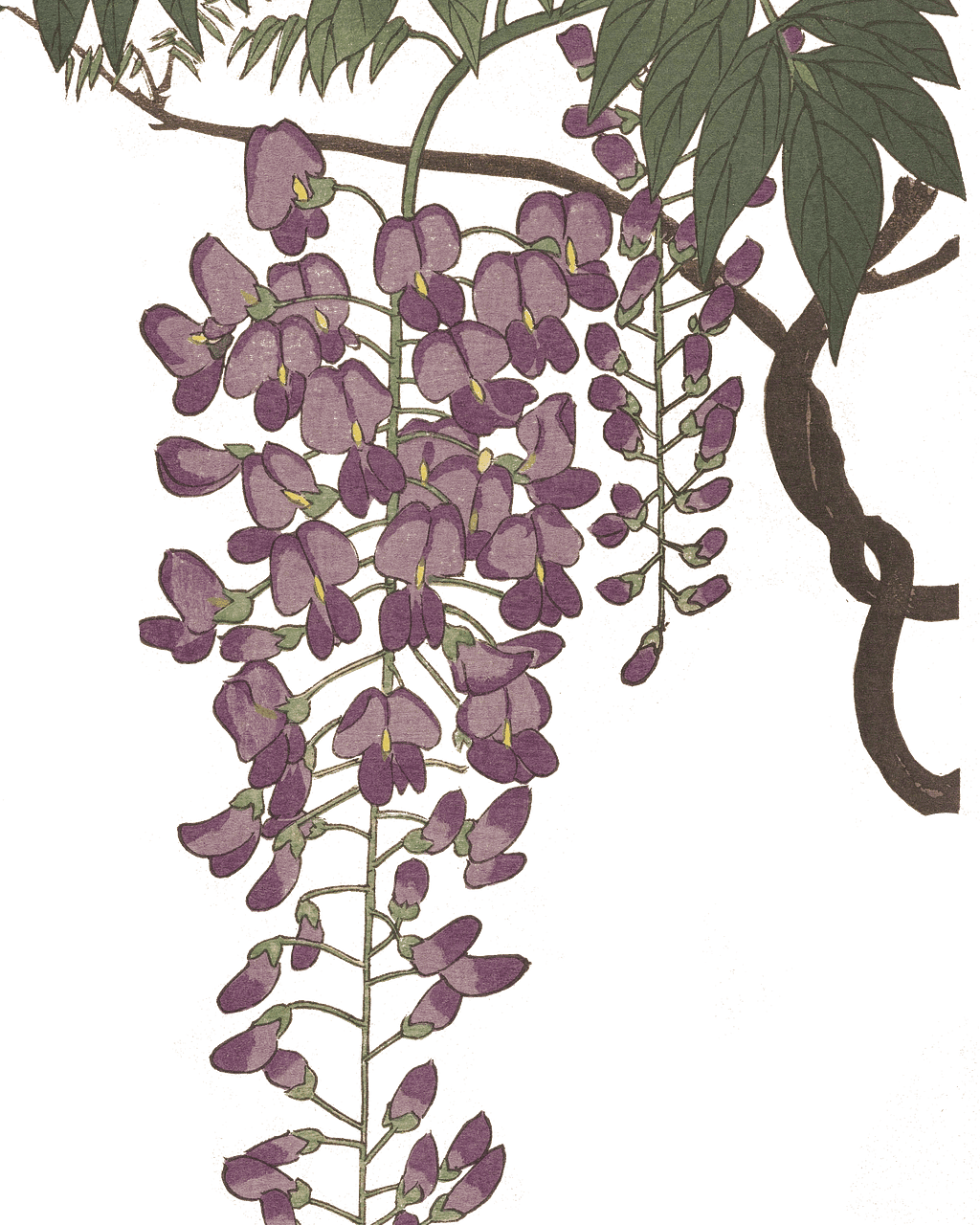 Wisteria Mieko Kawakami