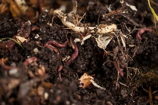 Earthworms rove around in dirt and compost.