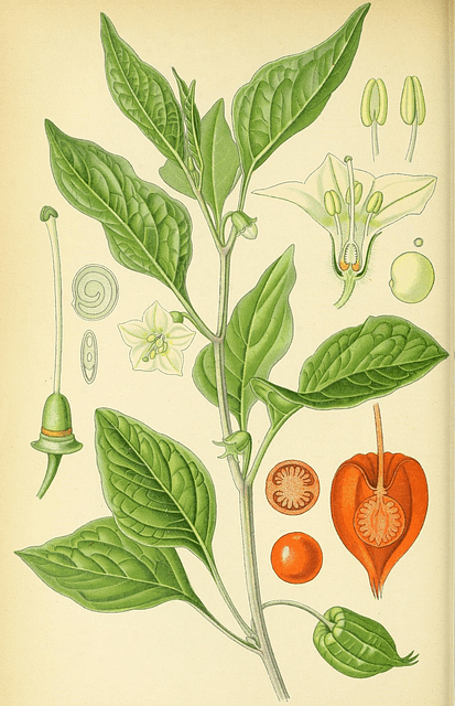 botanical drawing of a groundcherry plant
