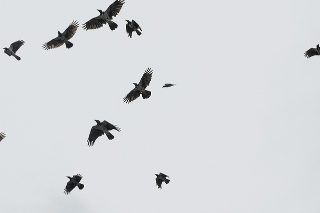 Grey crows flying across a grey sky