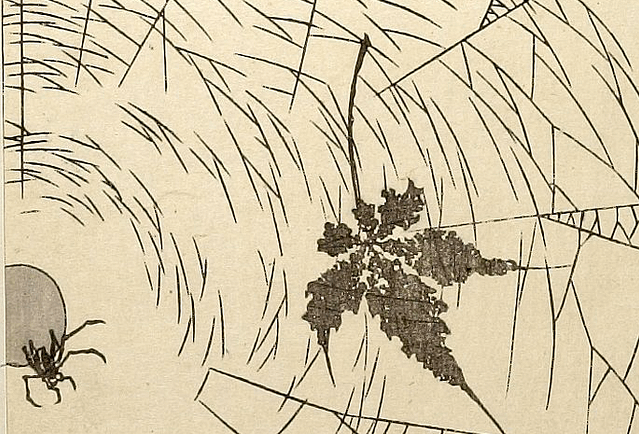 print of a spider in a web with a leaf